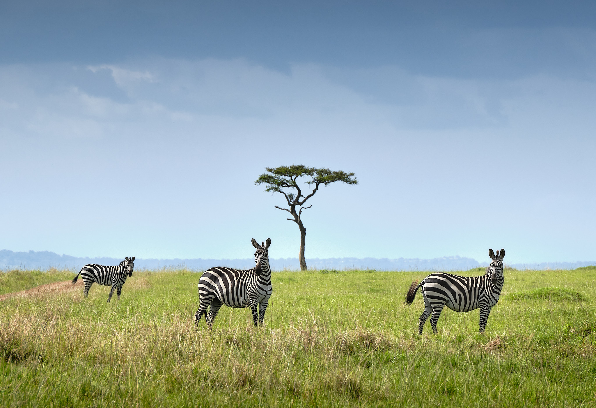 Regards privilégiés sur la vie sauvage du Maasai Mara