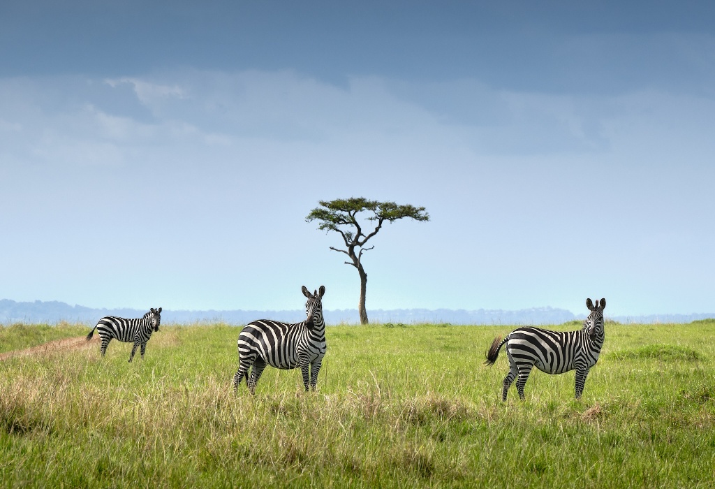 Fotoausstellung - Faszinierende Einblicke in die Wildnis des Maasai Mara