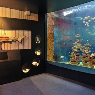 Aquarium-Muséum